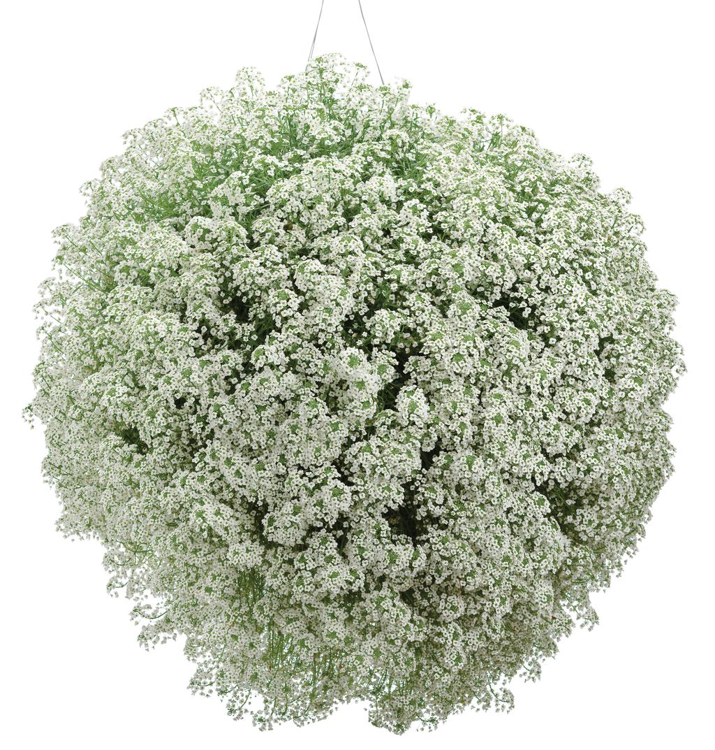 White Snow Princess sweet alyssum in a pot
