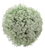 White Snow Princess sweet alyssum in a pot