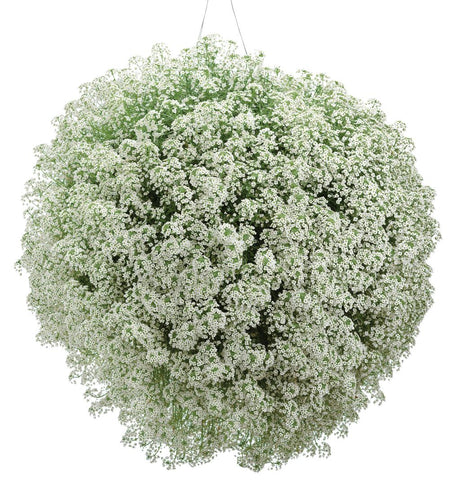 White Snow Princess sweet alyssum in a pot