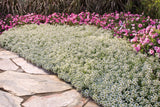 Snow Princess sweet alyssum in bloom in a nursery pot