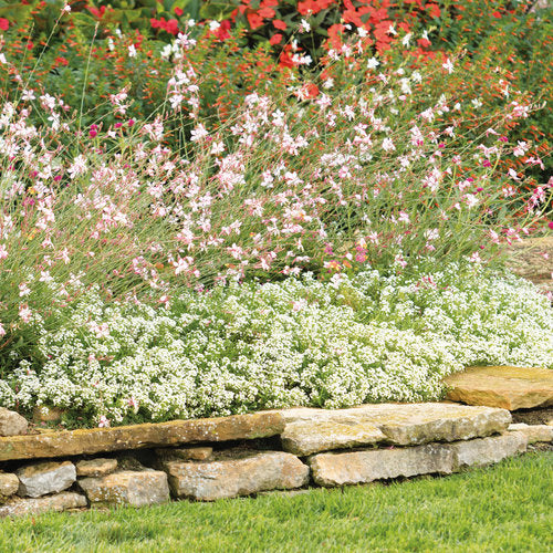 Pink picotee gaura flowers in a pot