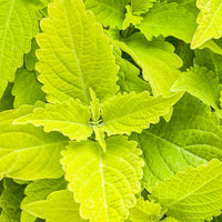 ColorBlaze® Golden Dreams™ Coleus | Proven Winners®