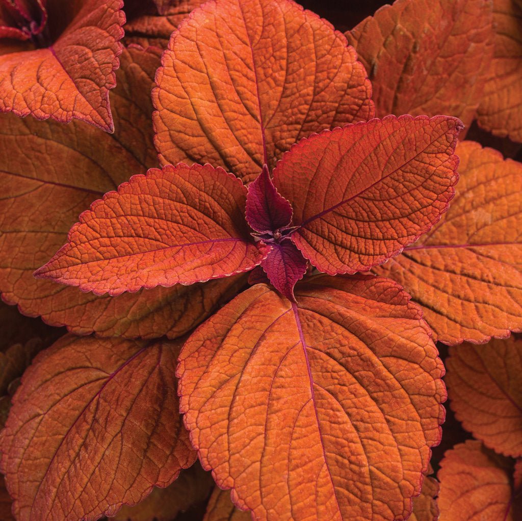ColorBlaze® Sedona Sunset™ Coleus | Proven Winners® – Creekside