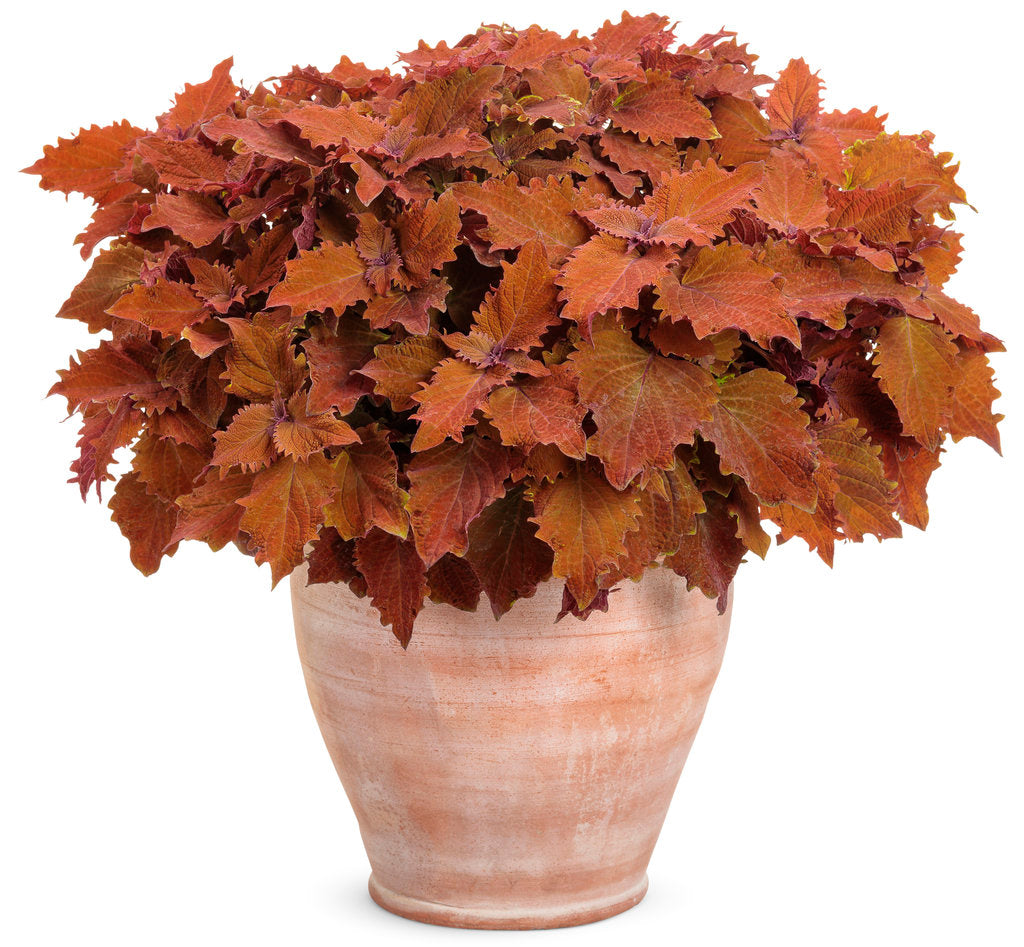ColorBlaze® Wicked Hot™ Coleus | Proven Winners® – Creekside