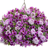Superbells® Grape Punch™ | Proven Winners