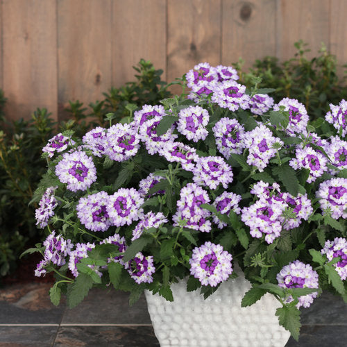 Purple verbena in a pot with trailing blooms