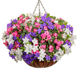 Blue Browallia in a nursery pot with green foliage