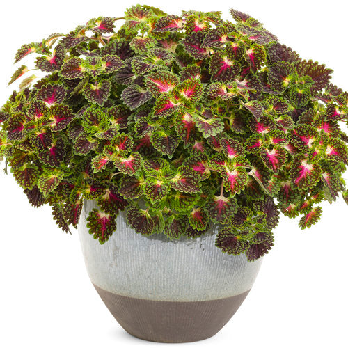 Coleus with pink and green leaves in a pot