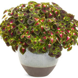 Coleus with pink and green leaves in a pot