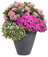 Pink pentas with clusters of star-shaped pink flowers