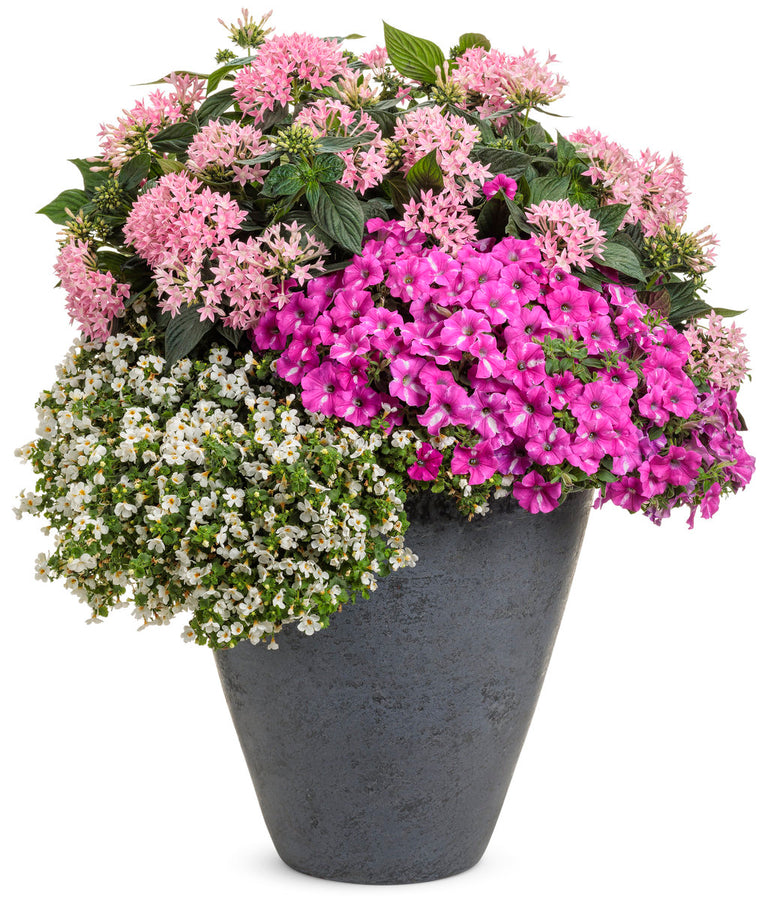 can you plant pentas in pots Sunstar® Pink Pentas