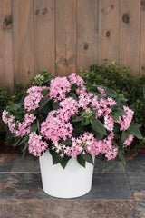 Pink Pentas flowering plant in a nursery pot