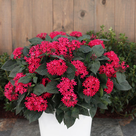 Red Pentas flowering plant in a pot with red blooms