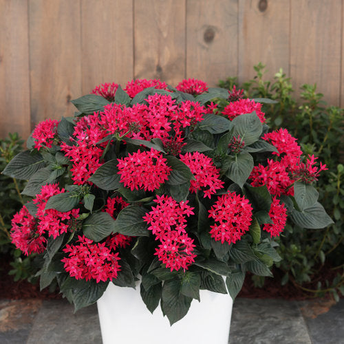 can you plant pentas in pots Sunstar® Red Pentas