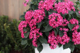 Sunstar rose pentas in a pot with pink blooms
