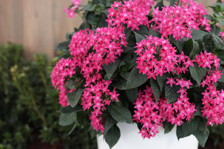 Sunstar rose pentas in a pot with pink blooms