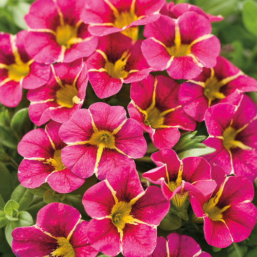 Superbells® Cherry Star | Proven Winners