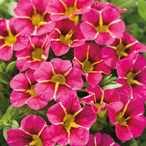Superbells® Cherry Star | Proven Winners