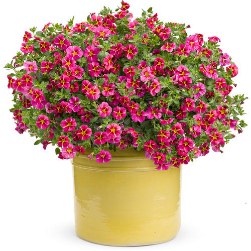 Superbells® Cherry Star | Proven Winners