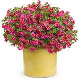 Superbells® Cherry Star | Proven Winners