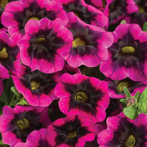 Superbells Blackcurrant Punch in a pot with purple blooms