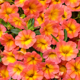 Superbells Coral Sun in a pot with coral-orange blooms