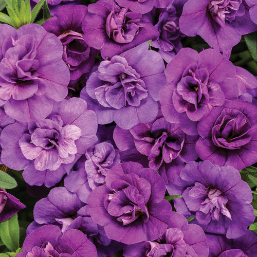 Superbells® Double Blue | Proven Winners