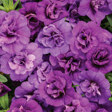 Superbells® Double Blue | Proven Winners