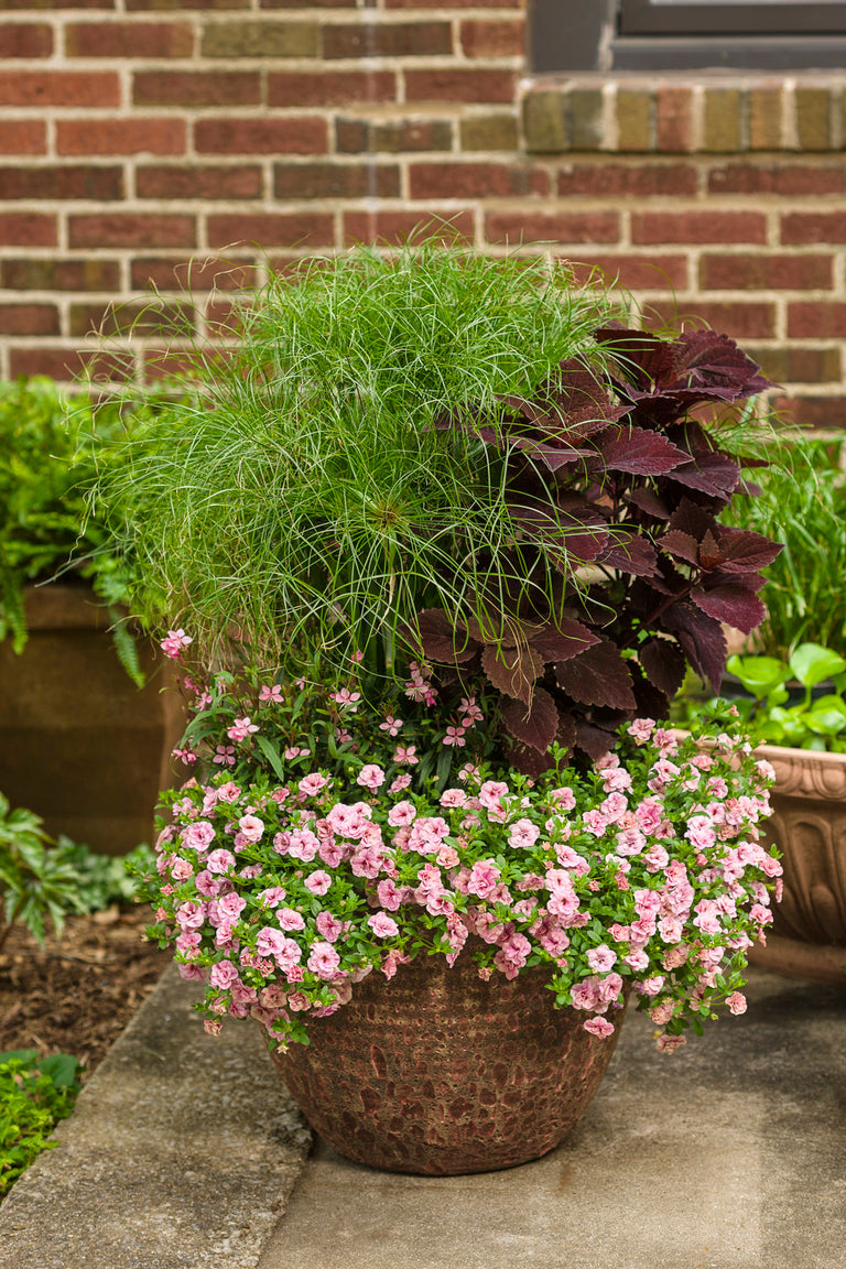 king tut plant indoors Graceful Grasses® Prince Tut®