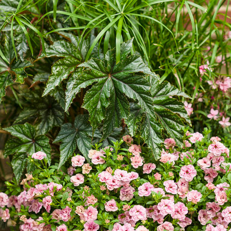 Pegasus begonia with silvery leaves in a pot