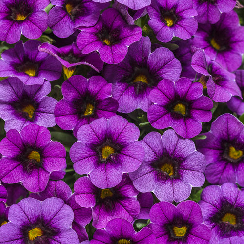 Superbells® Grape Punch™ | Proven Winners