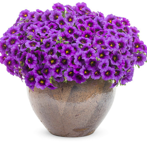 Superbells® Grape Punch™ | Proven Winners