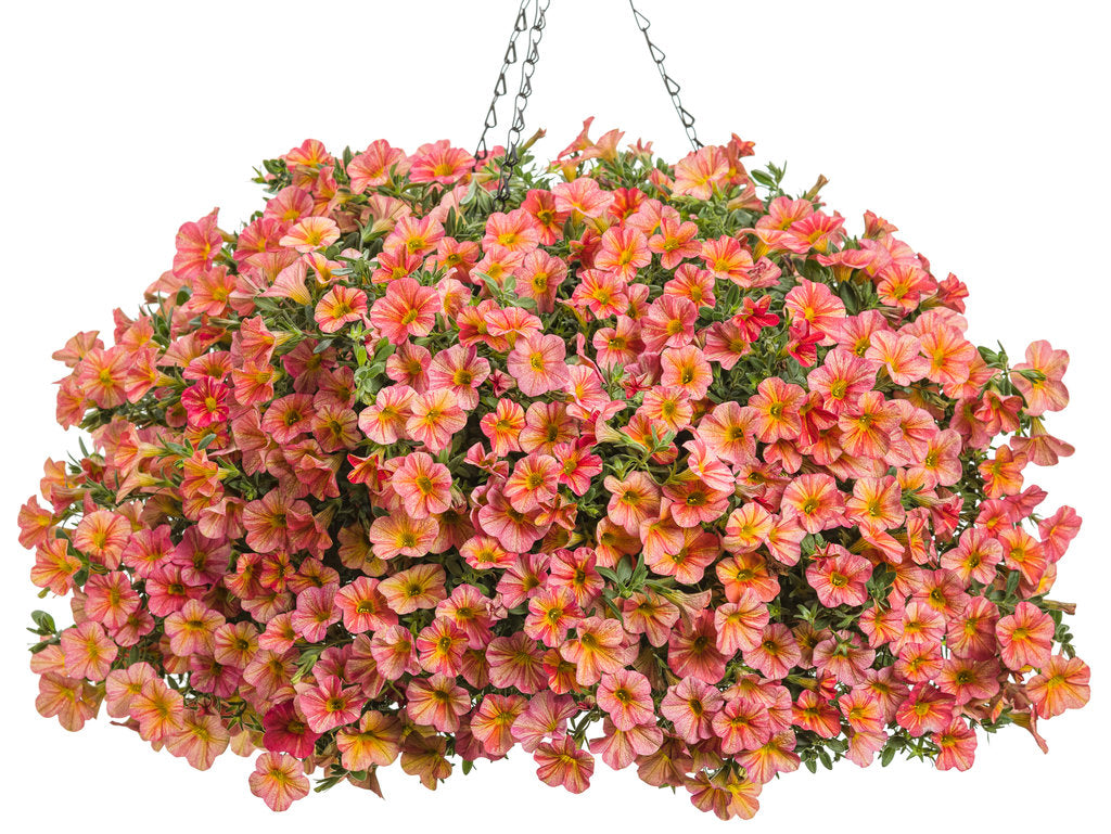 Superbells® Tropical Sunrise Calibrachoa – Creekside Nursery, Inc