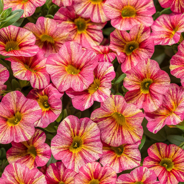 Superbells® Tropical Sunrise Calibrachoa – Creekside Nursery, Inc
