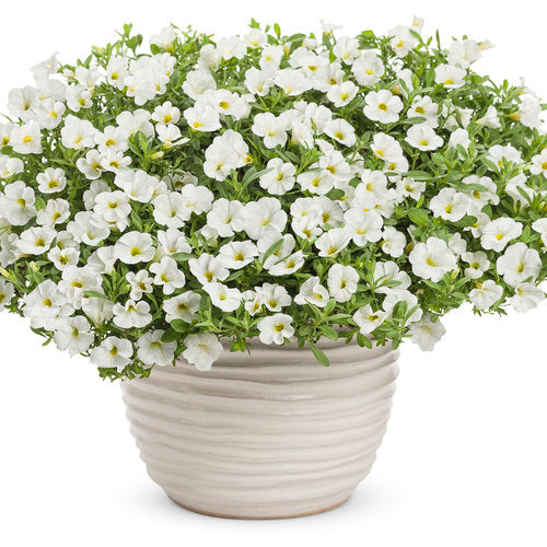 Superbells® White | Proven Winners