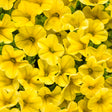 Yellow calibrachoa in a nursery pot, blooming flowers