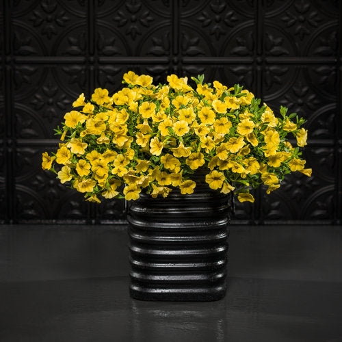 newBalischia yellow Superbells® Yellow Chiffon Calibrachoa | Plant Addicts main image 4
