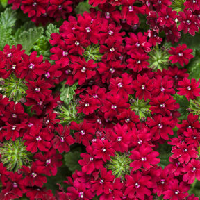 Superbena Royale Romance verbena in a pot with pink blooms