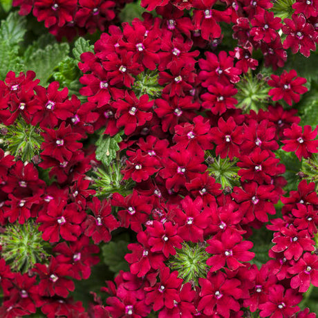 Superbena Royale Romance verbena in a pot with pink blooms