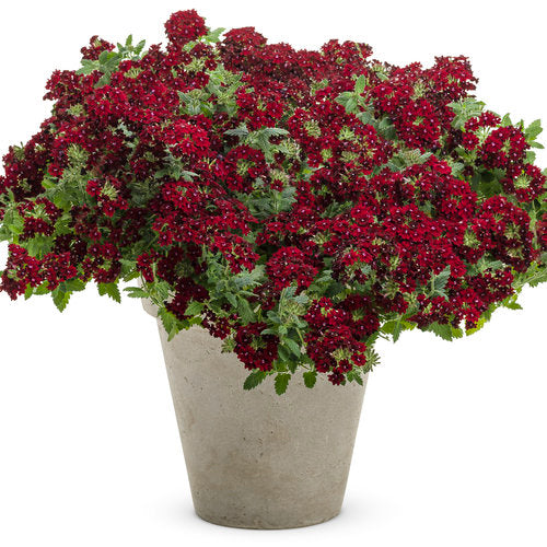 Superbena Royale® Romance Verbena | Proven Winners® – Creekside