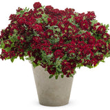Superbena Royale Romance verbena in a nursery pot