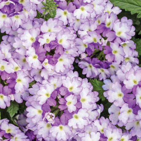 Purple verbena flowers in a pot with green foliage