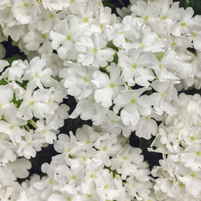 Superbena Whiteout verbena in a pot with white flowers