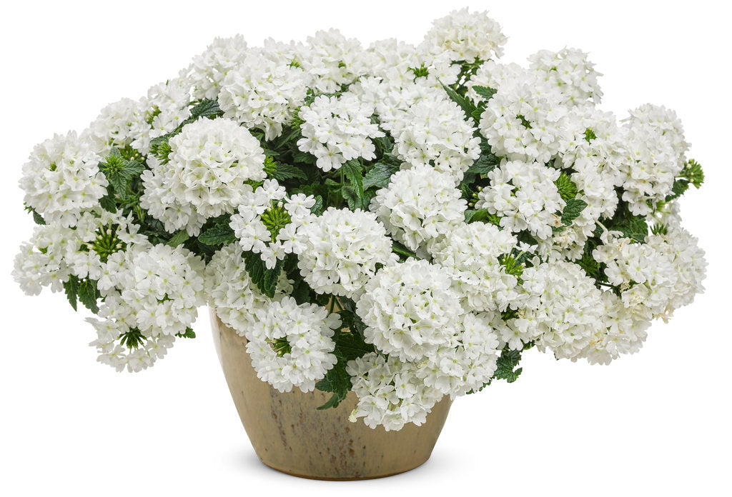 White Superbena Whiteout verbena in a nursery pot