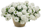 White Superbena Whiteout verbena in a nursery pot