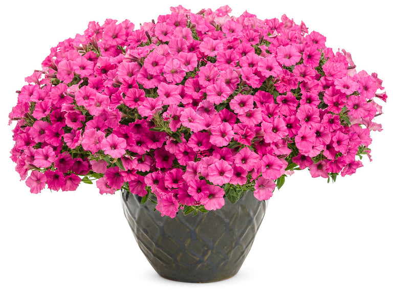 hot pink plant pot Supertunia Mini Vista® Hot Pink Petunia