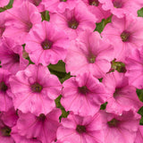 Supertunia Mini Vista Hot Pink petunia in a nursery pot