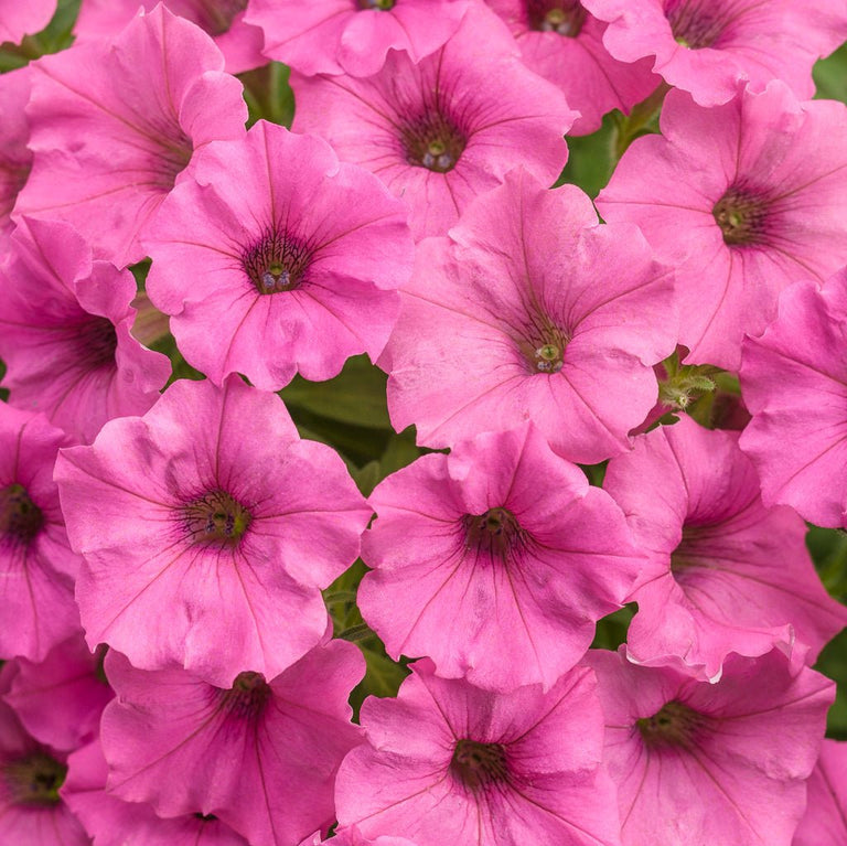 hot pink plant pot Supertunia Mini Vista® Hot Pink Petunia