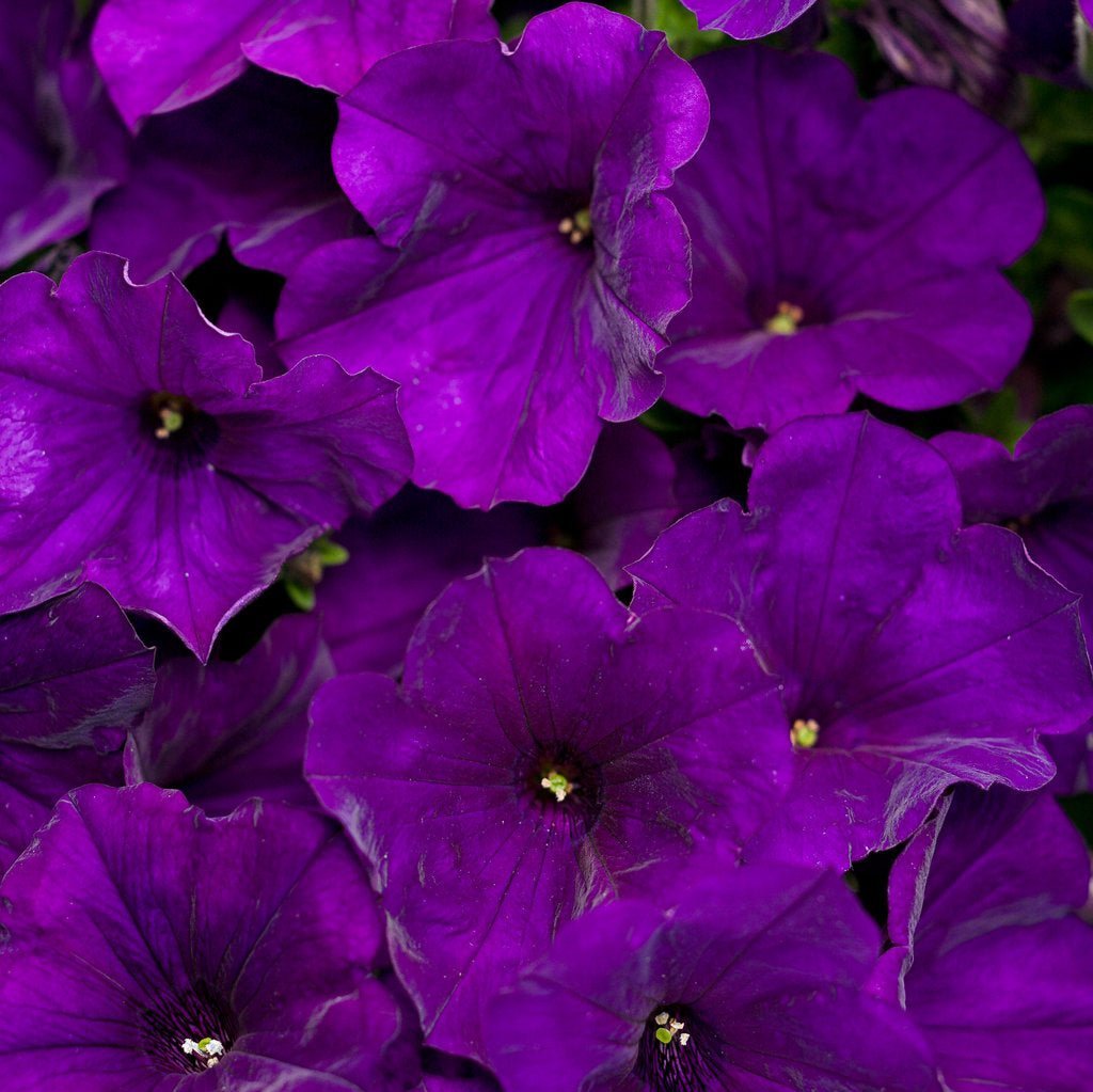 Supertunia® Royal Velvet® Petunia| Proven Winners® – Creekside