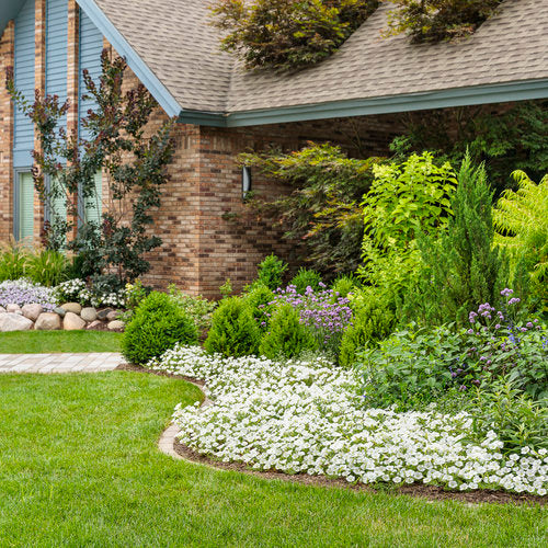 Supertunia Vista® Snowdrift™ Petunia | Proven Winners® – Creekside
